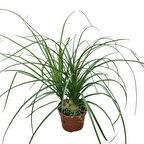 Beaucarnea Recurvata (Nolina Fil Ayağı Bitkisi)