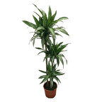 Dracaena Fragrans 'Warneckei'