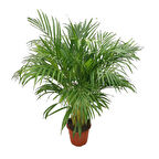 Dypsis Lutescens (Areka Palmiyesi)