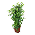 Ficus Benjamina ‘Anastasia’ (Kauçuk Çiçeği)