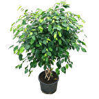 Ficus Benjamina (Örgülü Kauçuk Çiçeği)