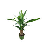 Yucca Gigantea (Yuka Çiçeği)