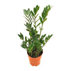 Zamia Zamioculcas (Zeze Çiçeği)