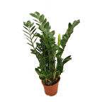 Zamia Zamioculcas (Zeze Çiçeği)