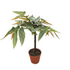 Begonia 'Tamaya' (Begonya)