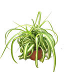 Chlorophytum Comosum 'Bonnie' (Kurdele Çiçeği)