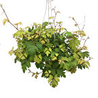 Cissus Rhombifolia 'Ellen Danica'