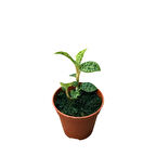 Macodes Petola (Mücevher Orkide)