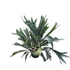 Platycerium Bifurcatum (Geyik Boynuzu)