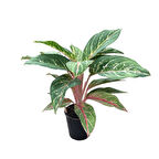 Aglaonema 'Cocomelon' (Çin Herdemyeşili)