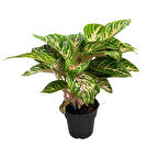 Aglaonema 'Cocomelon' (Çin Herdemyeşili)