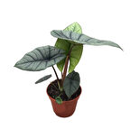 Alocasia 'Platinum'
