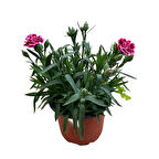 Dianthus Chinensis 'Purple' (Karanfil Çiçeği)