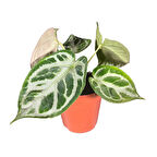 Anthurium 'Silver Blush'