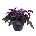 Gynura Aurantiaca (Mor Kadife Çiçeği)