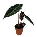 Alocasia Chantrieri (Fil Kulağı)