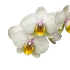 Phalaenopsis 'Busy Bee' (Beyaz Orkide)