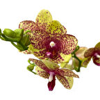 Phalaenopsis 'Wild Geel' (Sarı Orkide)