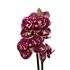 Phalaenopsis 'Wild Cat' (Bordo Orkide)