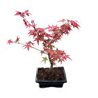 Bonsai - Acer