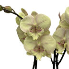 Phalaenopsis 'Turner' (Sarı Orkide)