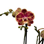 Phalaenopsis 'Spears' (Bordo Orkide)