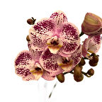 Phalaenopsis 'Sorano' (Pembe Orkide)