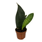 Sansevieria Masoniana 'Congo' (Paşa Kılıcı)