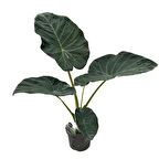 Alocasia 'Regal Shield' (Fil Kulağı)