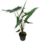 Alocasia Tigrina (Fil Kulağı)