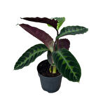 Calathea Warscewiczii (Dua Çiçeği)