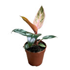 Philodendron Birkin 'Pink Blush'
