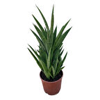 Sansevieria 'Tough Lady' (Paşa Kılıcı)