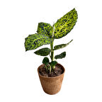 Dieffenbachia Reflector (Difenbahya)