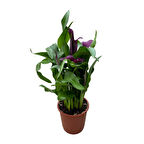 Calla Lilly 'Purple' (Gala Çiçeği)