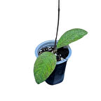 Hoya Sabah (Mum Çiçeği)