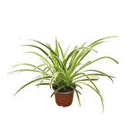 Chlorophytum Comosum 'Ocean' (Kurdele Çiçeği)