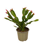 Rhipsalidopsis Gaertneri 'Pink' (Paskalya Çiçeği)