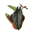 Alocasia Scalprum (Fil Kulağı)