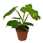 Philodendron Bipennifolium 'Gold Violin'
