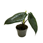 Alocasia Scalprum (Fil Kulağı)