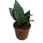 Sansevieria Zeylanica (Paşa Kılıcı)