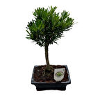 Bonsai - Podocarpus