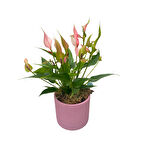 Anthurium Andreanum 'Lilli' (Flamingo Çiçeği)