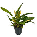 Philodendron 'Ring of Fire' Ø14 CM Y25-30 CM