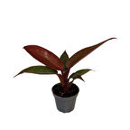 Philodendron 'Red Sun'