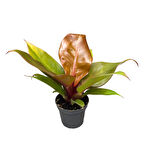 Philodendron 'Prince of Orange'