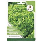 Birtaş Marul Kışlık Kıvırcık Tohumu