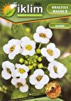 Alisyum Çiçek Tohumu (Kuduz Otu) KRALIYET HALISI - Ort 50 Tohum