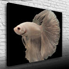 Siyam Balığı Kanvas Tablo 50 x 70